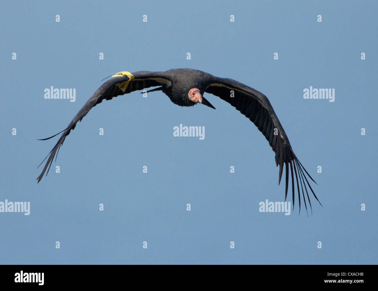 California Condor in Flight Stock Photo Alamy