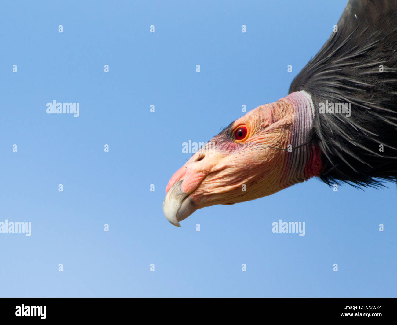 California Condor in Flight Stock Photo Alamy