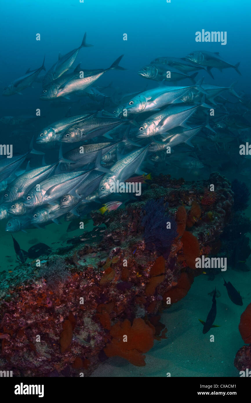 Schooling jacks at Cabo Pulmo, Mexico. Stock Photo