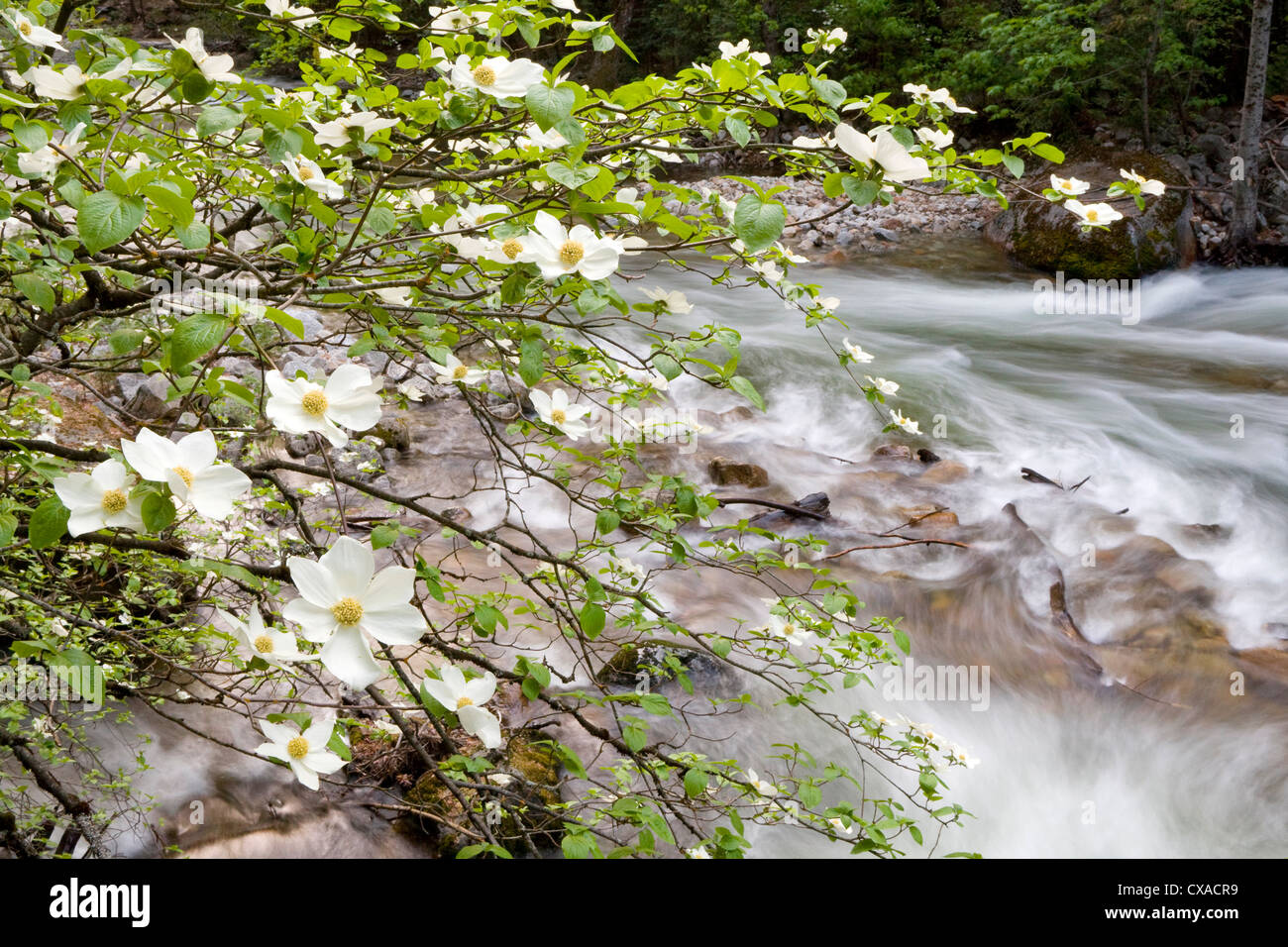 Dogwood tree hi-res stock photography and images - Alamy