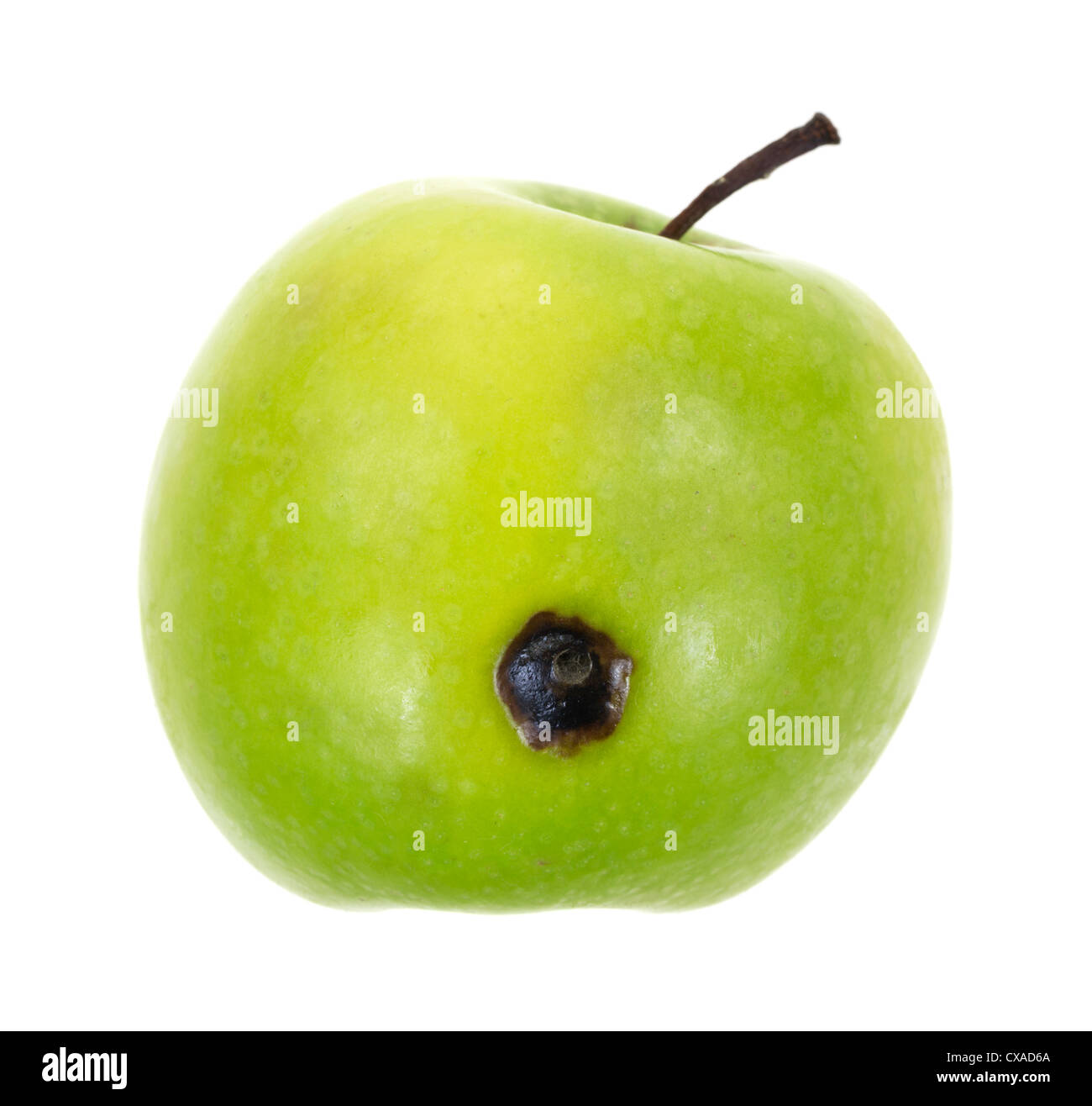 Premium PSD  Rotten green apple