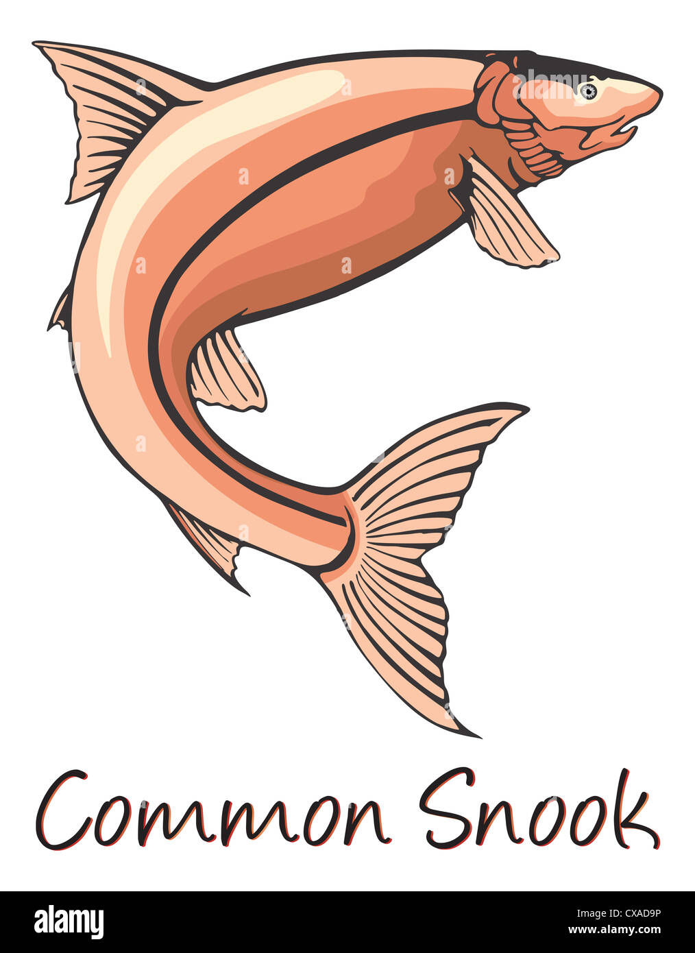 Common Snook, Color Illustration Stock Photo