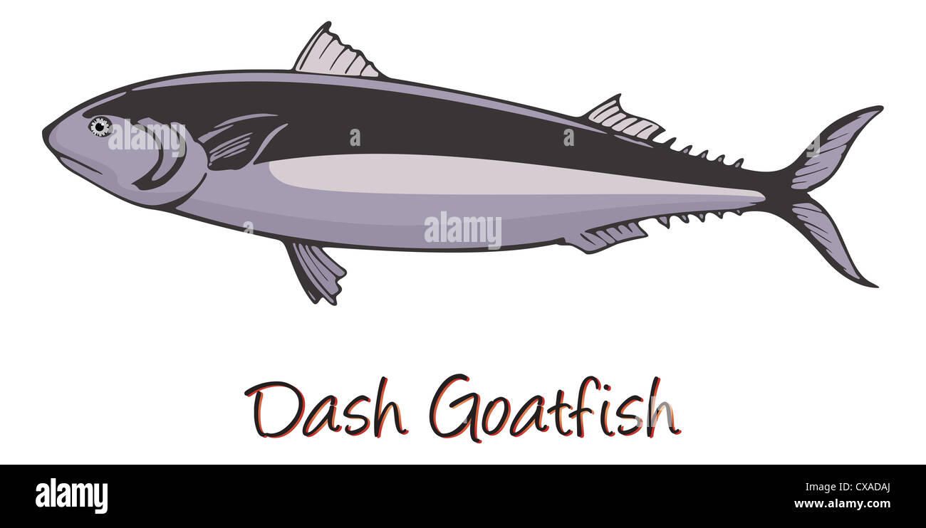 Dash-and-dot Goatfish, Color Illustration Stock Photo