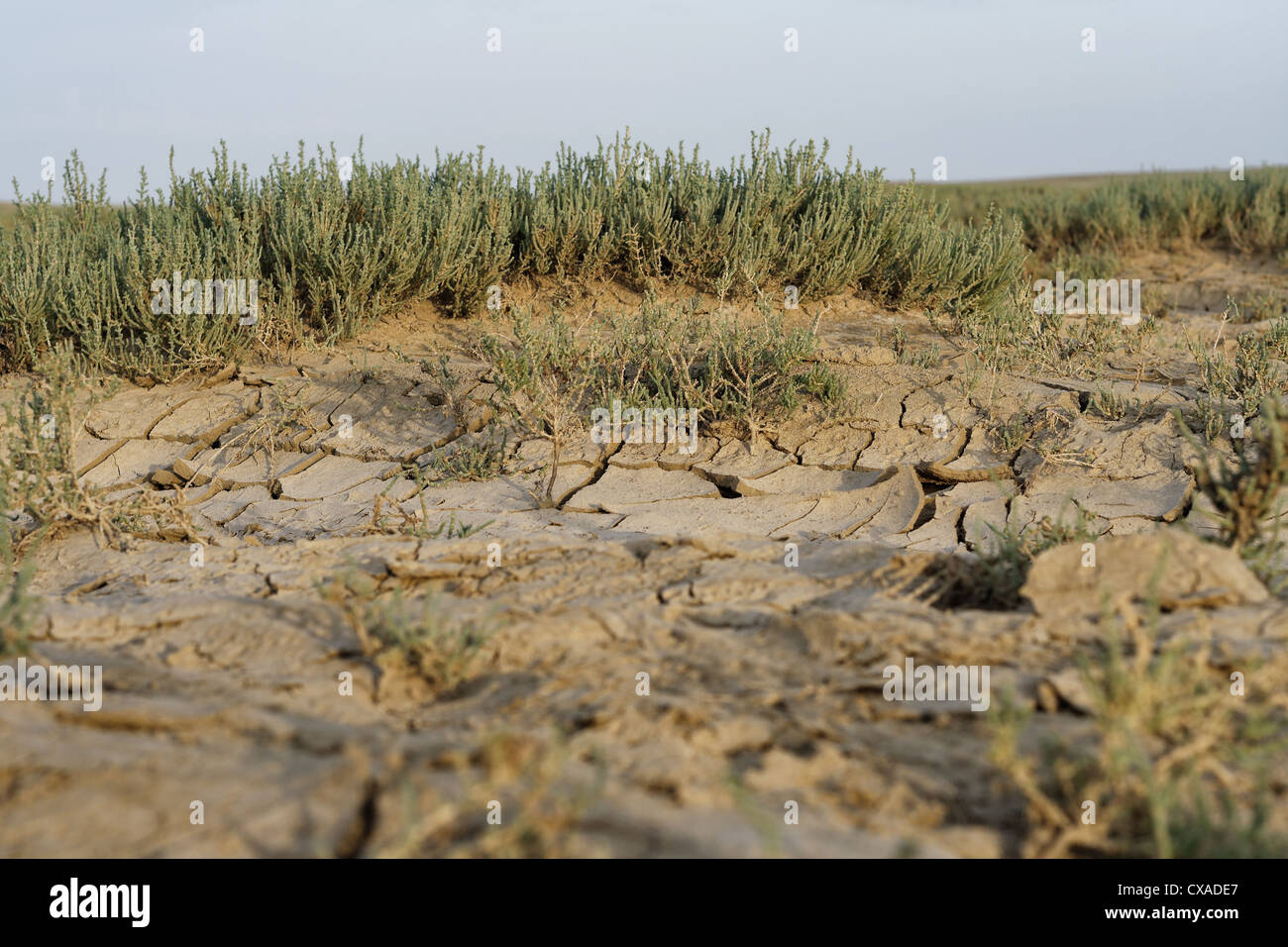 background, catastrophe, clay, climate, cracked, desiccated, detail, disaster, dried, drought, dry, earth, environment, environm Stock Photo