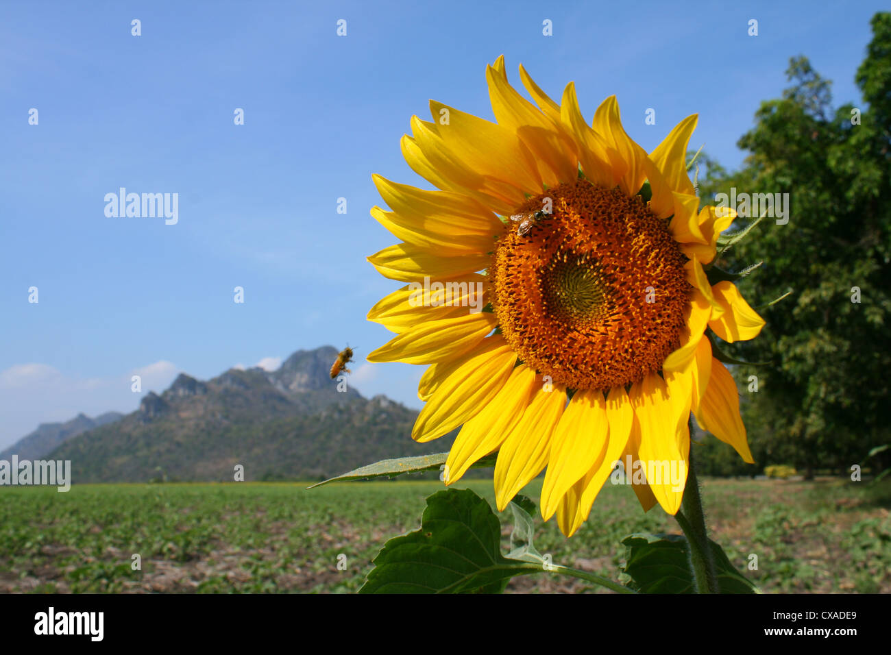 real sunflower with bee background mountain Stock Photo