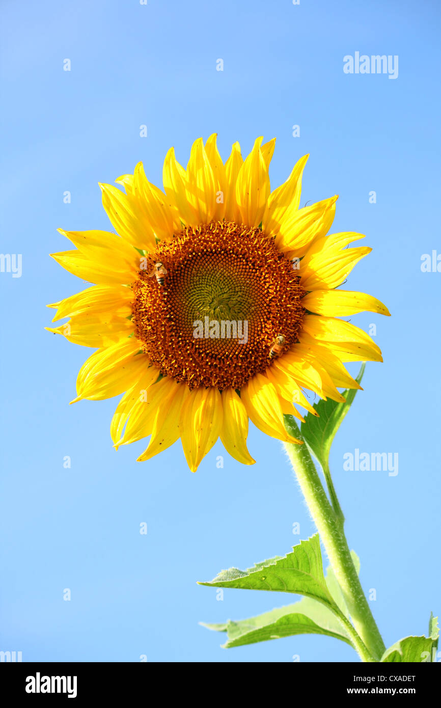 real sunflower with bee and blue sky Stock Photo