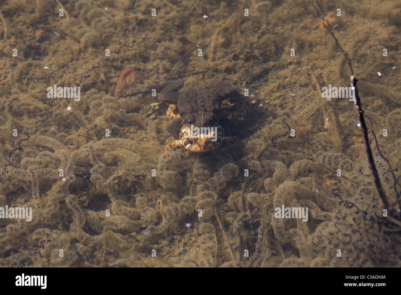 American toads spawning Stock Photo