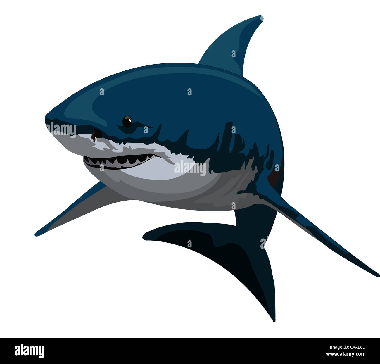 Shark, Blue and Gray, vector illustration Stock Photo