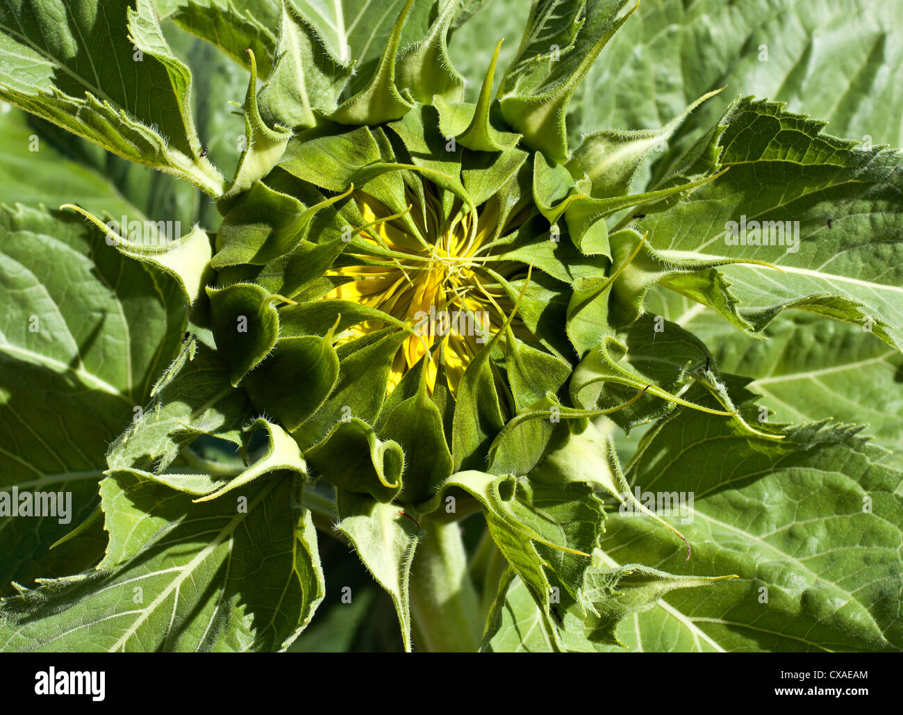 Sunflower blossom in early stages Stock Photo Alamy