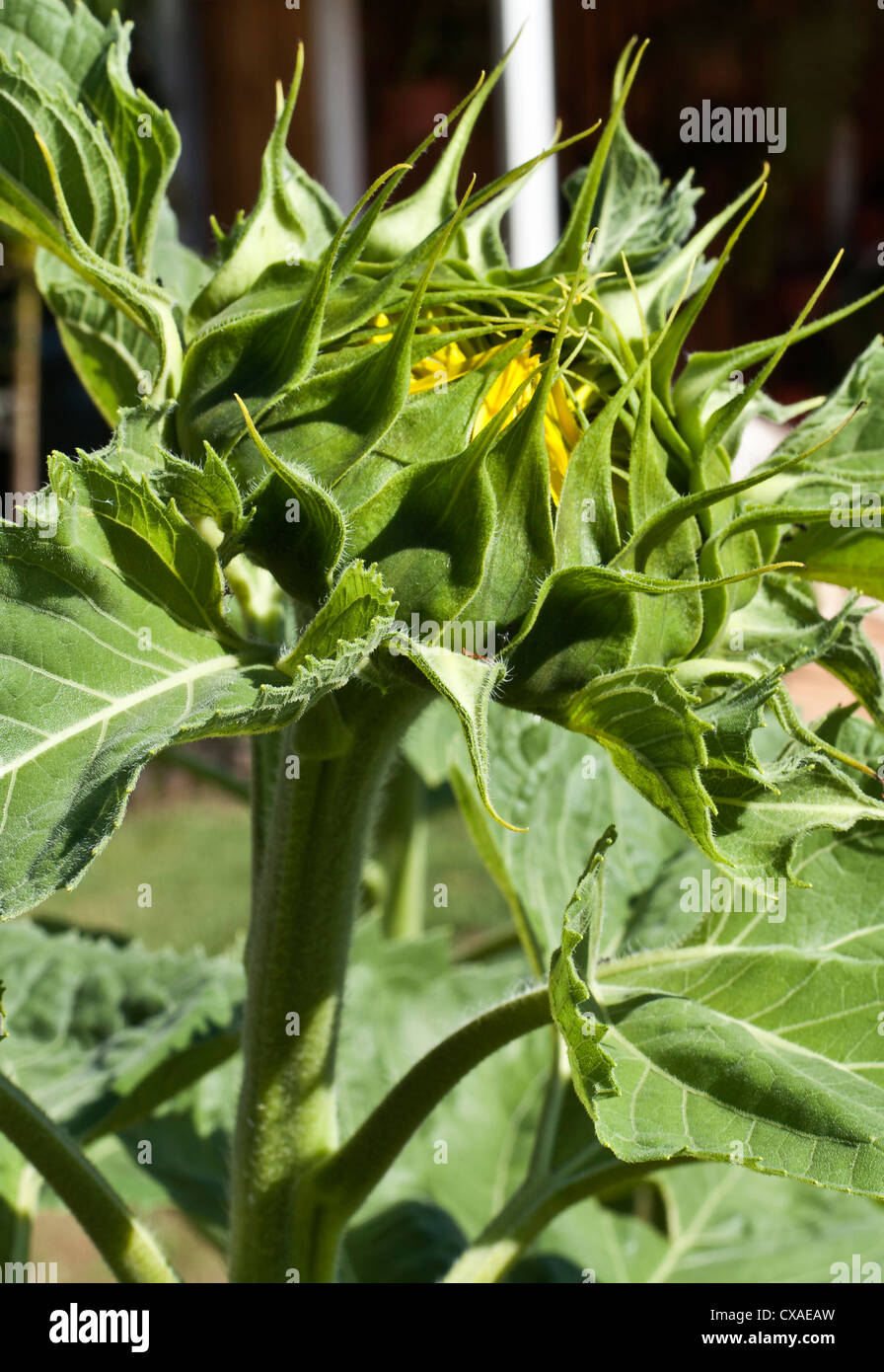 Sunflower blossom in early stages Stock Photo Alamy
