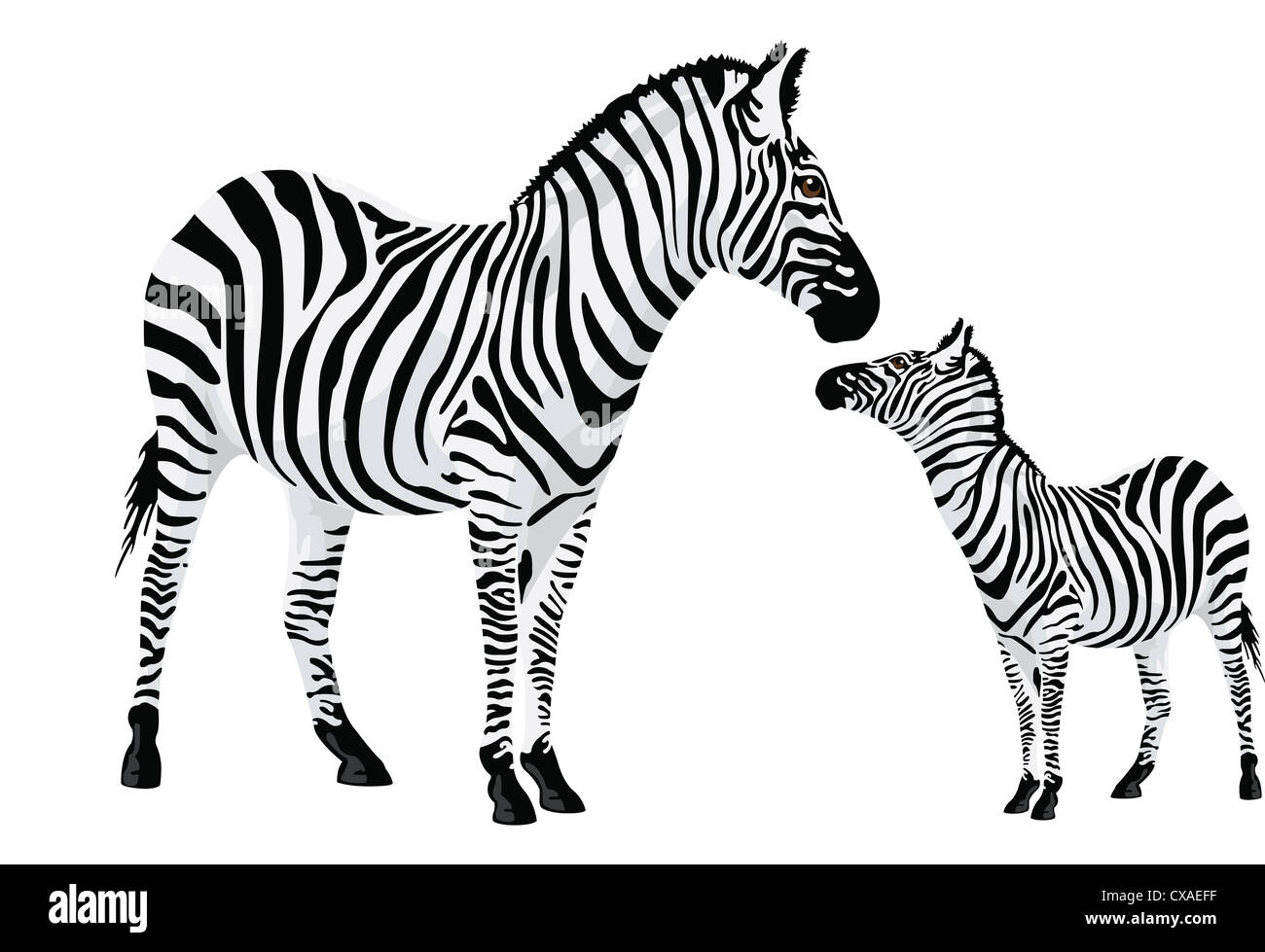 Zebra or Equus zebra, vector illustration Stock Photo