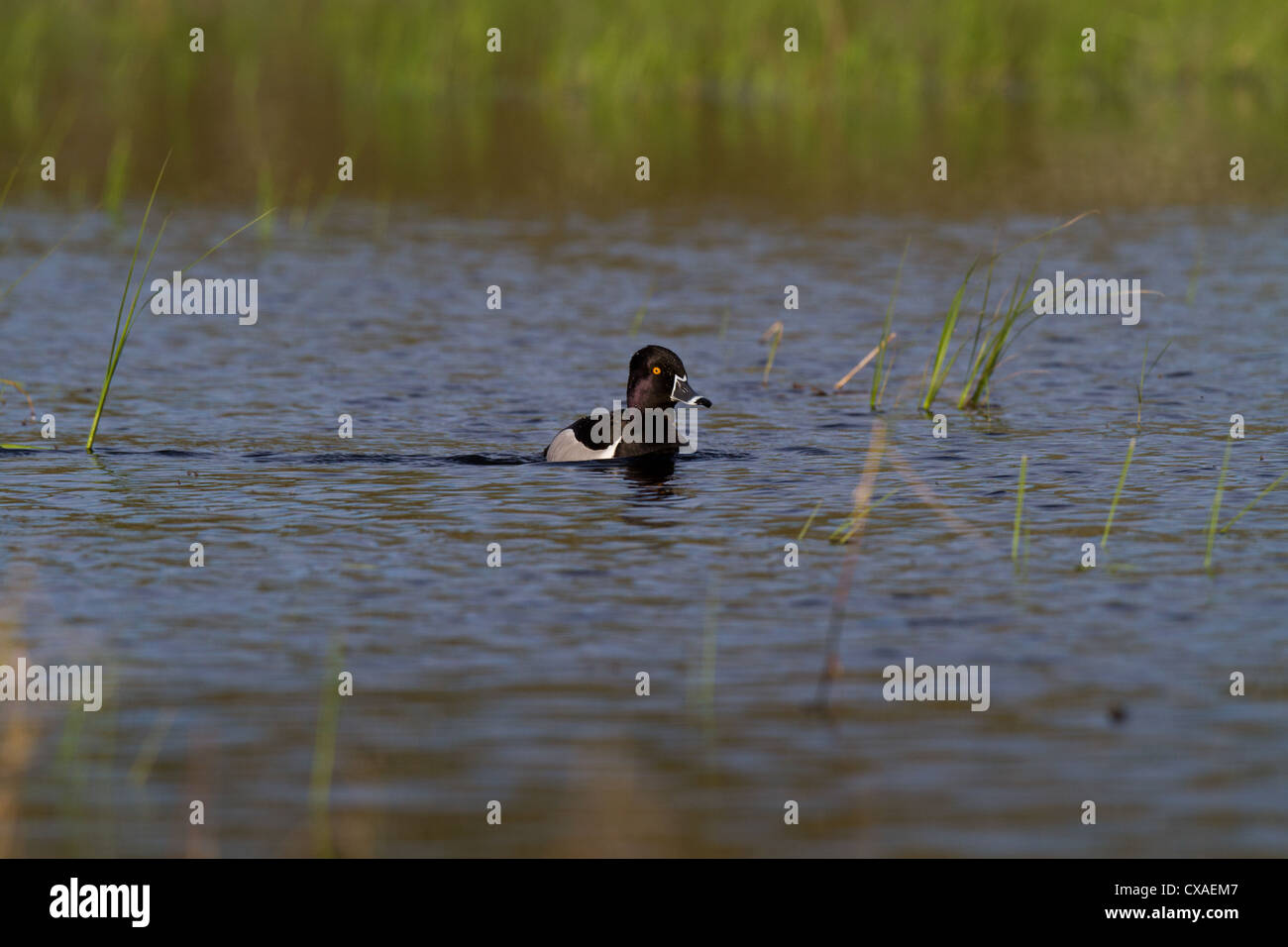 Drake ring-necked duck in spring Stock Photo