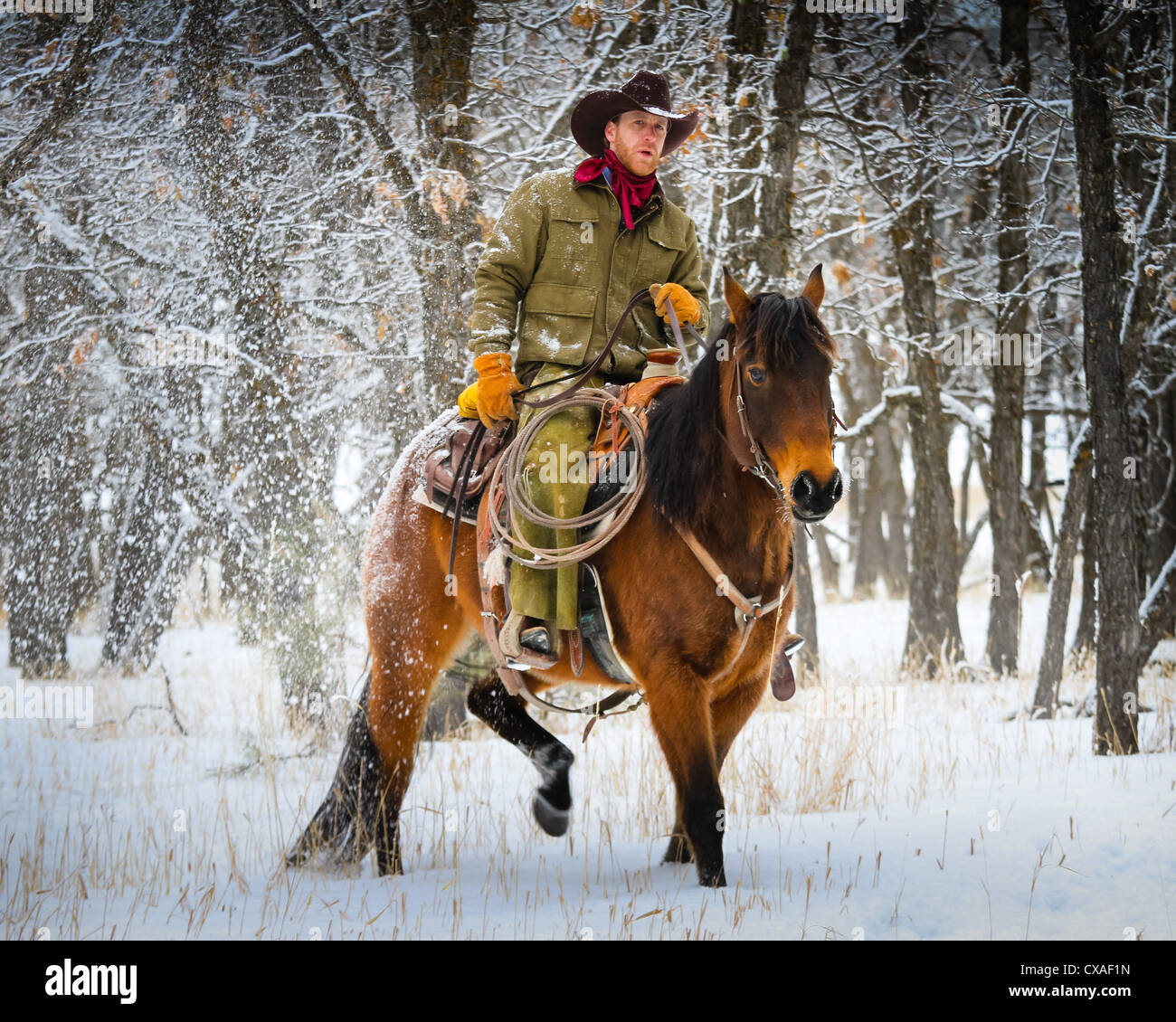 Cowboy on his horse on a ranch in northeastern Wyoming