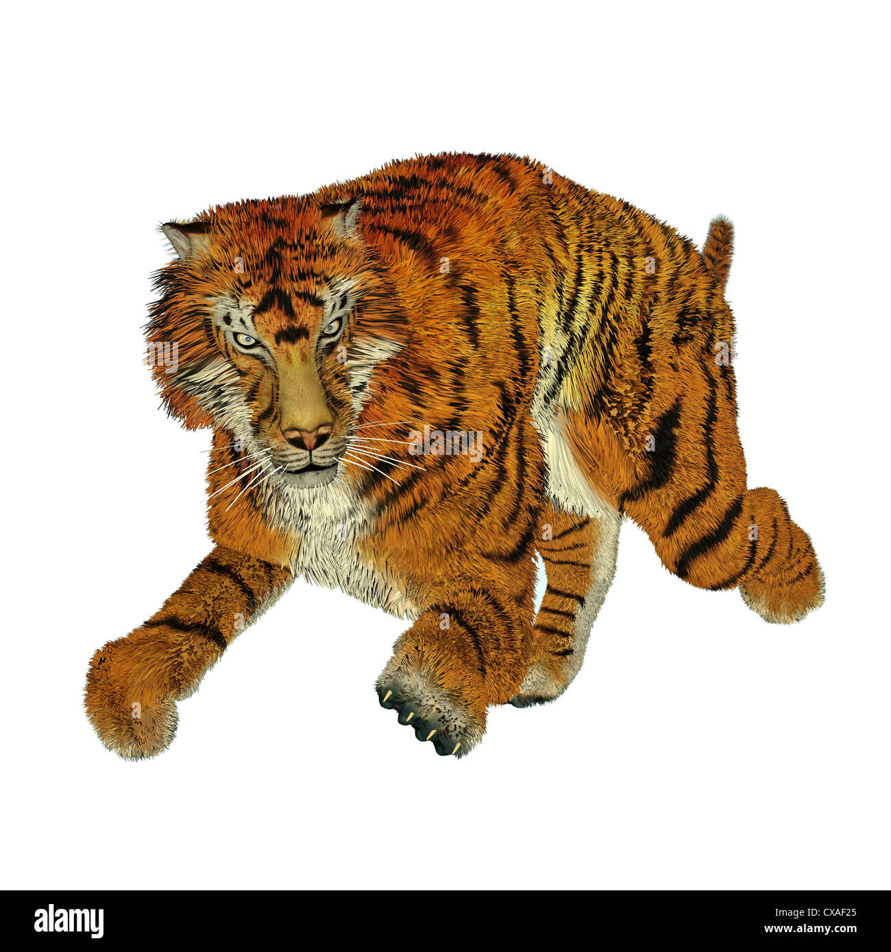 Big beautiful tiger running in white background Stock Photo