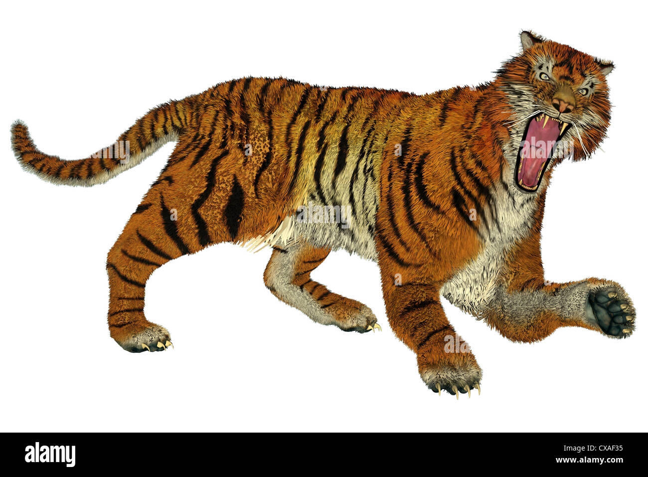 Big beautiful tiger raging in white background Stock Photo