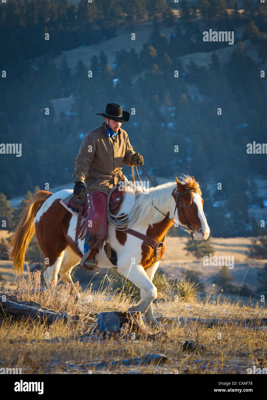 Cowboy on horse hi-res stock photography and images - Alamy