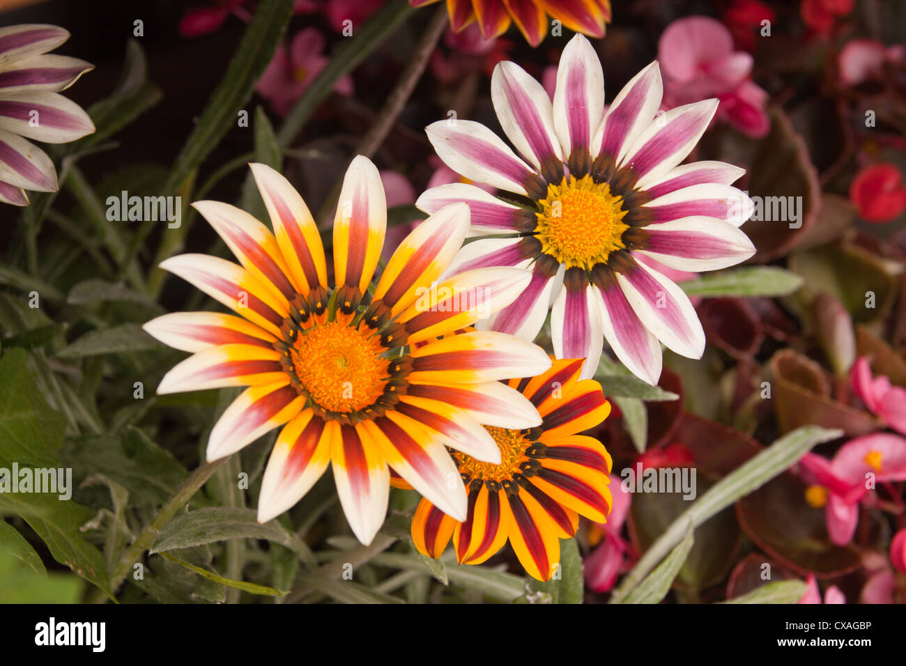 Bright colorful Gazania cultivar flowers member of Asteraceae family. Stock Photo