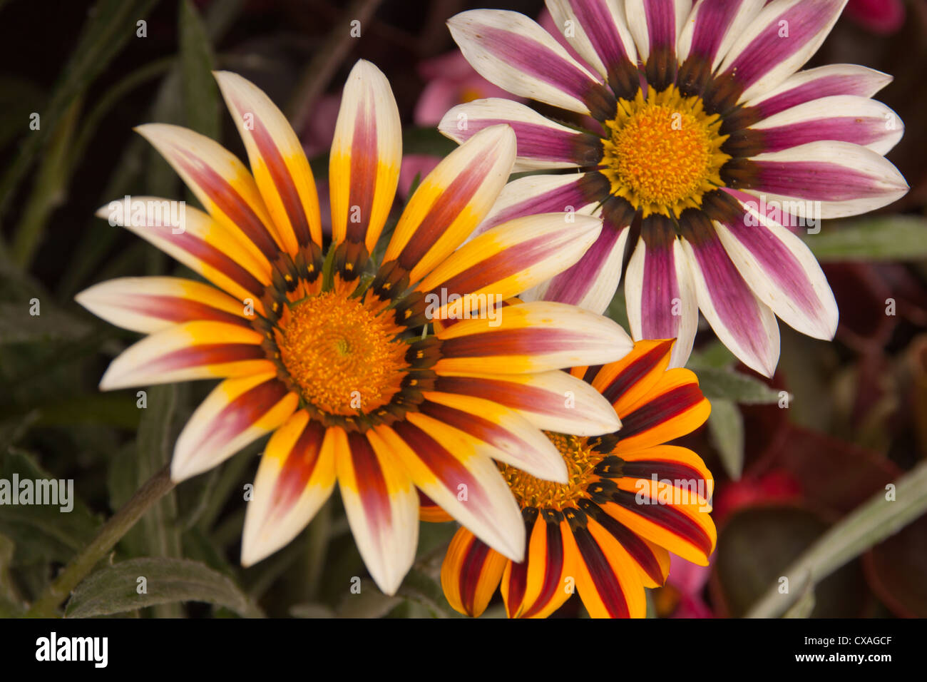 Bright colorful Gazania cultivar flowers member of Asteraceae family. Stock Photo