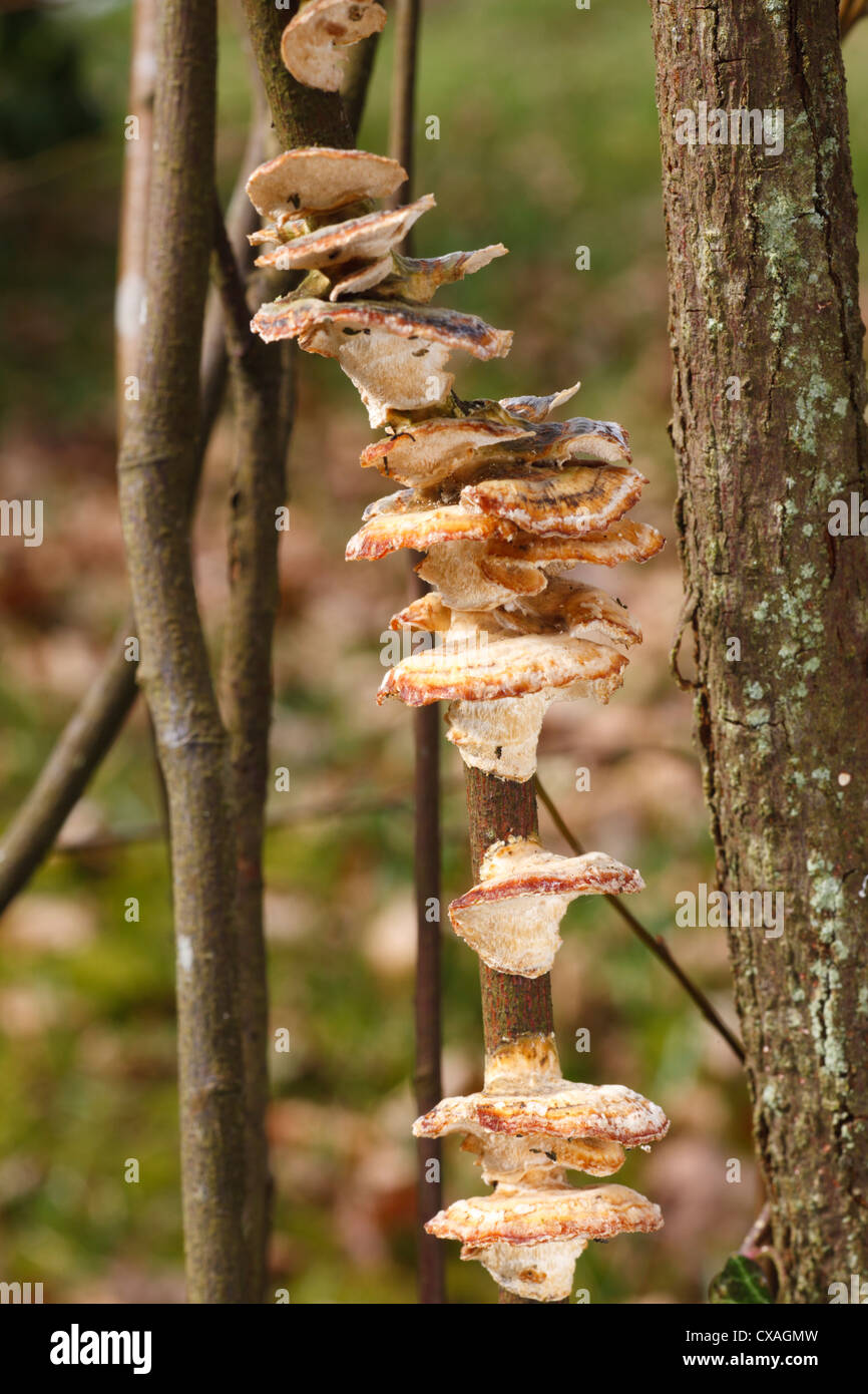 Alder Bracket Fungi (Inonotus radiatus) fruiting bodies in a garden. Powys, Wales. Stock Photo