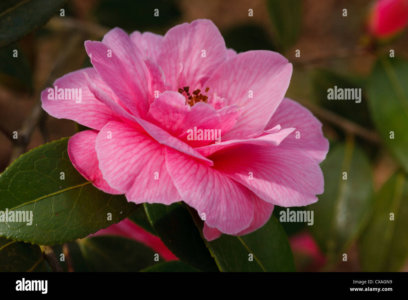 Japanese Camellia (Camellia japonica) pink flowered cultivar. Powys, Wales. March Stock Photo