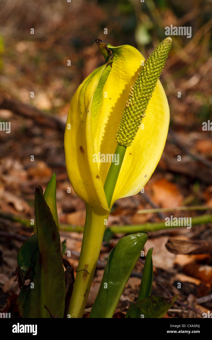 Yellow Skunk Cabbage (Lysichiton americanum) flowering. Garden origin