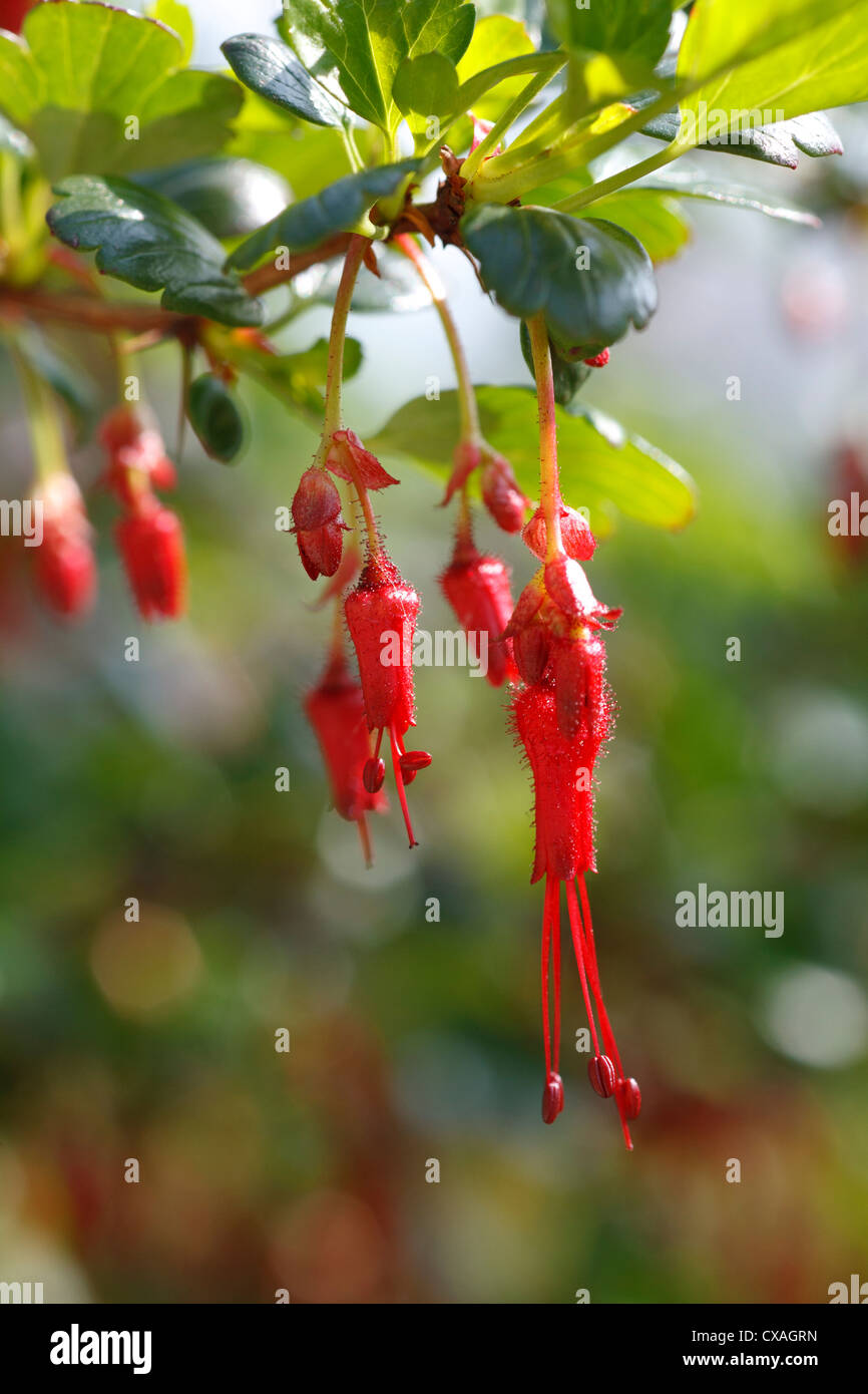 Flowers of Fuchsia-flowered Gooseberry (Ribes speciosum) in a garden. Powys, Wales. March. Stock Photo