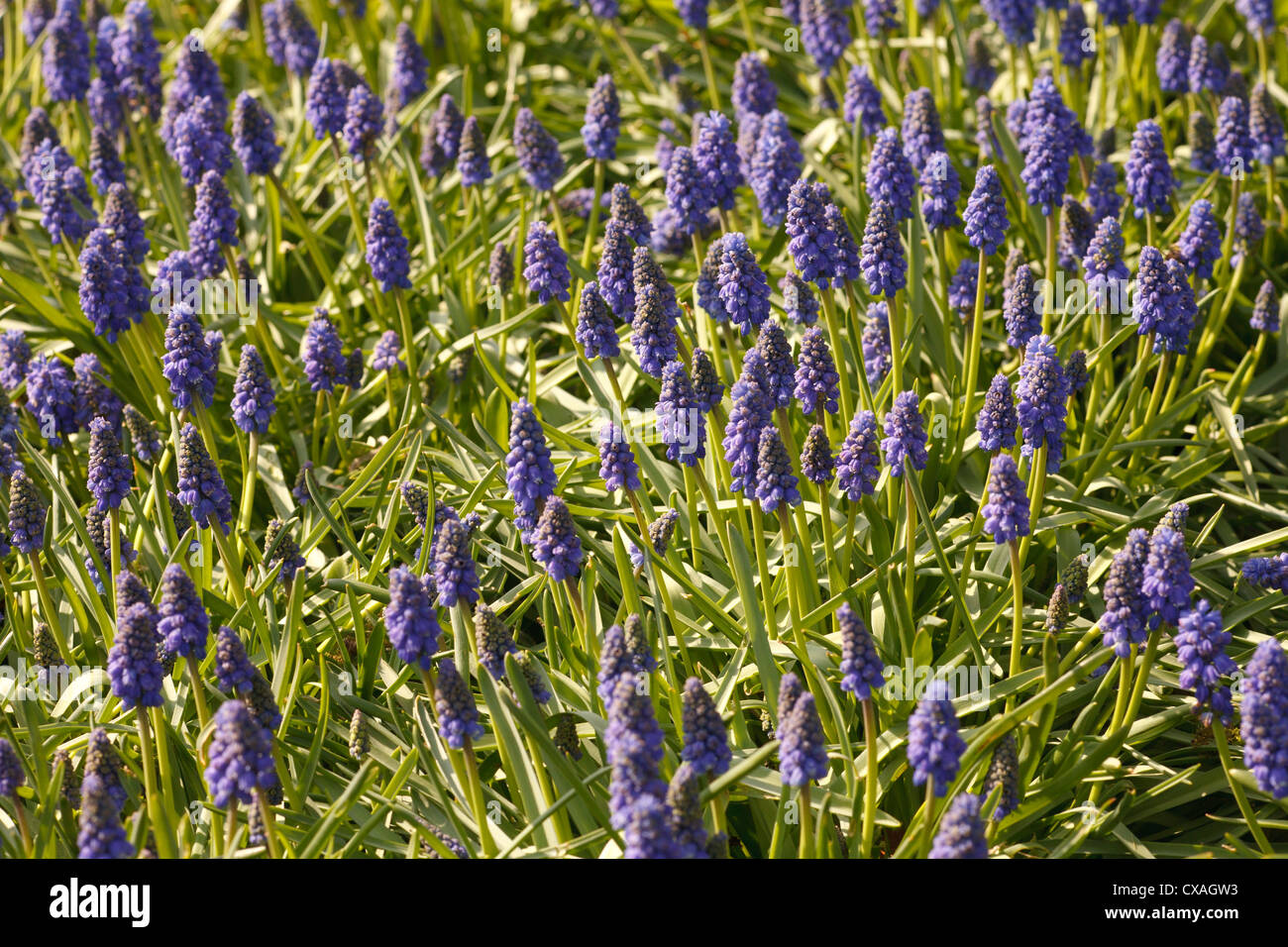 Grape Hyacinth (Muscari sp) mass flowering in a garden. Powys, Wales. March. Stock Photo