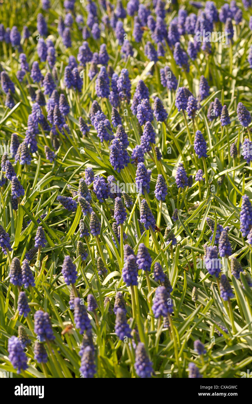 Grape Hyacinth (Muscari sp) mass flowering in a garden. Powys, Wales. March. Stock Photo