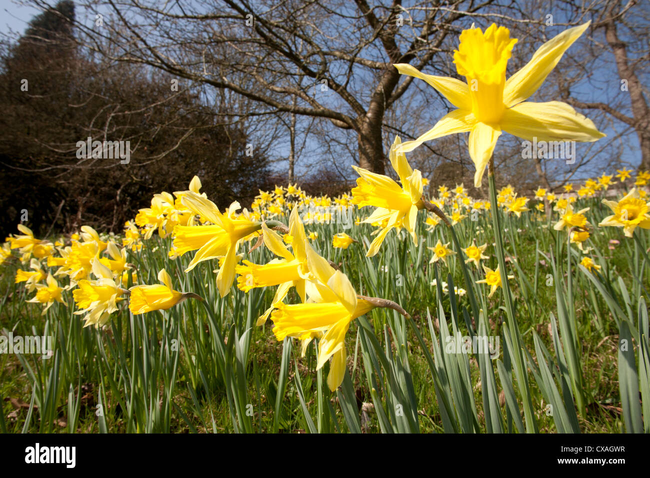 Narcissus daffodil flower hires stock photography and images Alamy