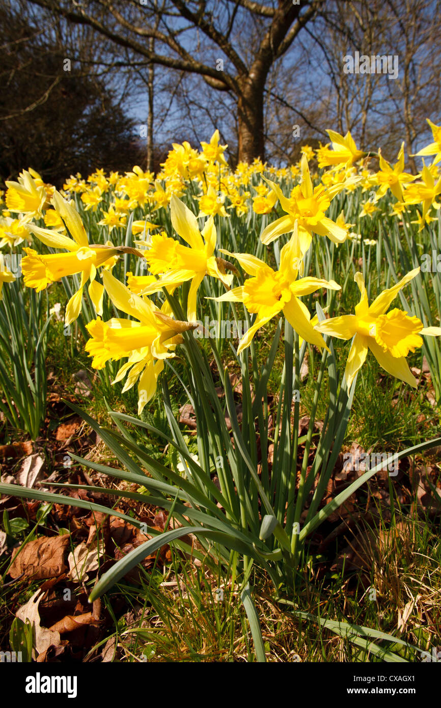Daffodils (Narcissus sp) flowering under Cherry trees in a garden