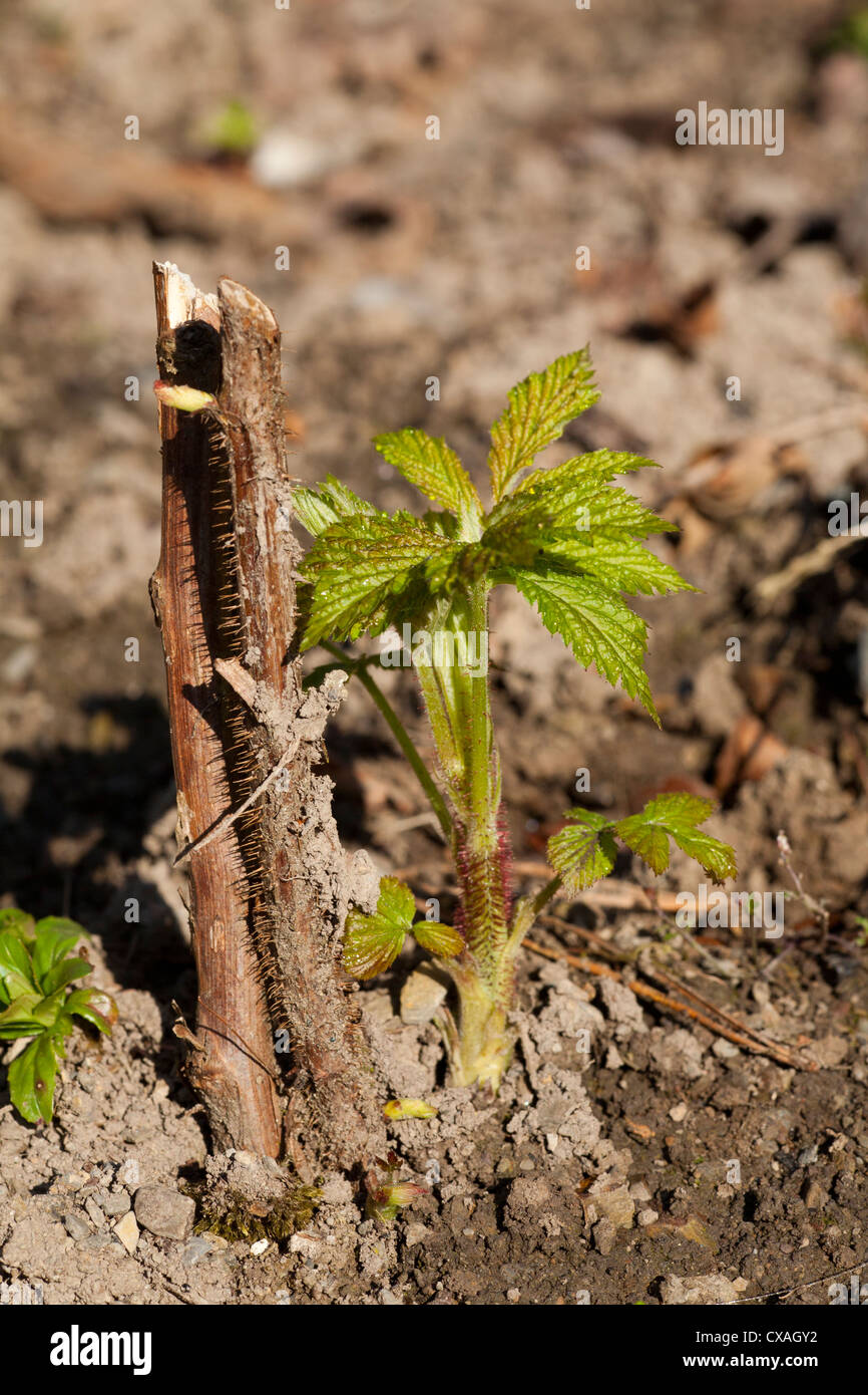 New shoots of Autumn-fruiting raspberry 'Autumn Bliss' appearing in spring. Powys, Wales. March Stock Photo