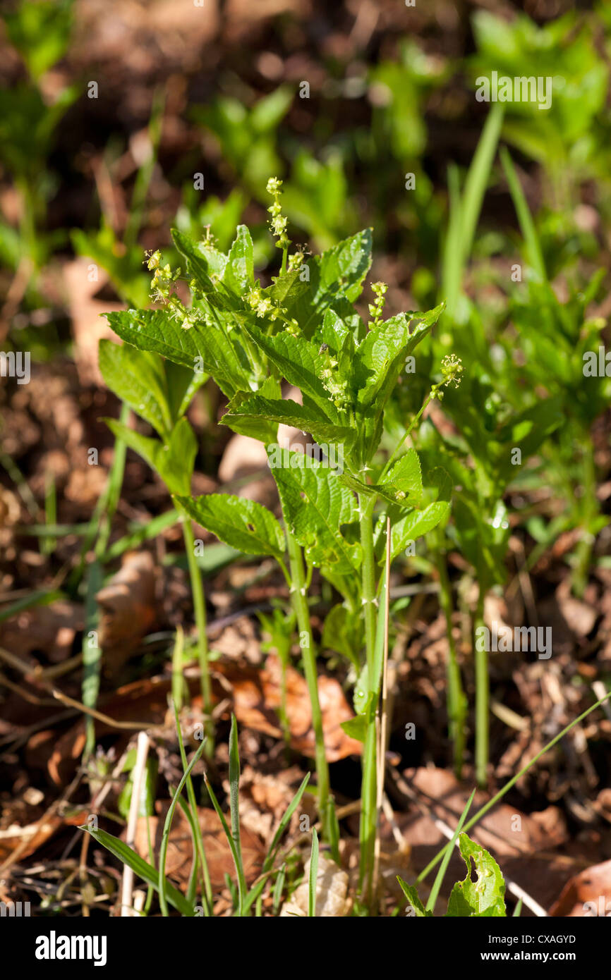 Dogs Mercury (Mercurialis perennis) flowering. Powys, Wales. March Stock Photo