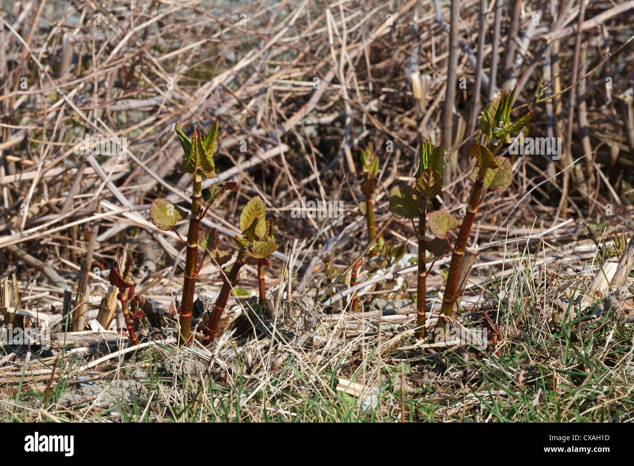 New Spring shoots of Japanese Knotweed (Fallopia japonica). Introduced invasive species. Ceredigion, Wales. March Stock Photo