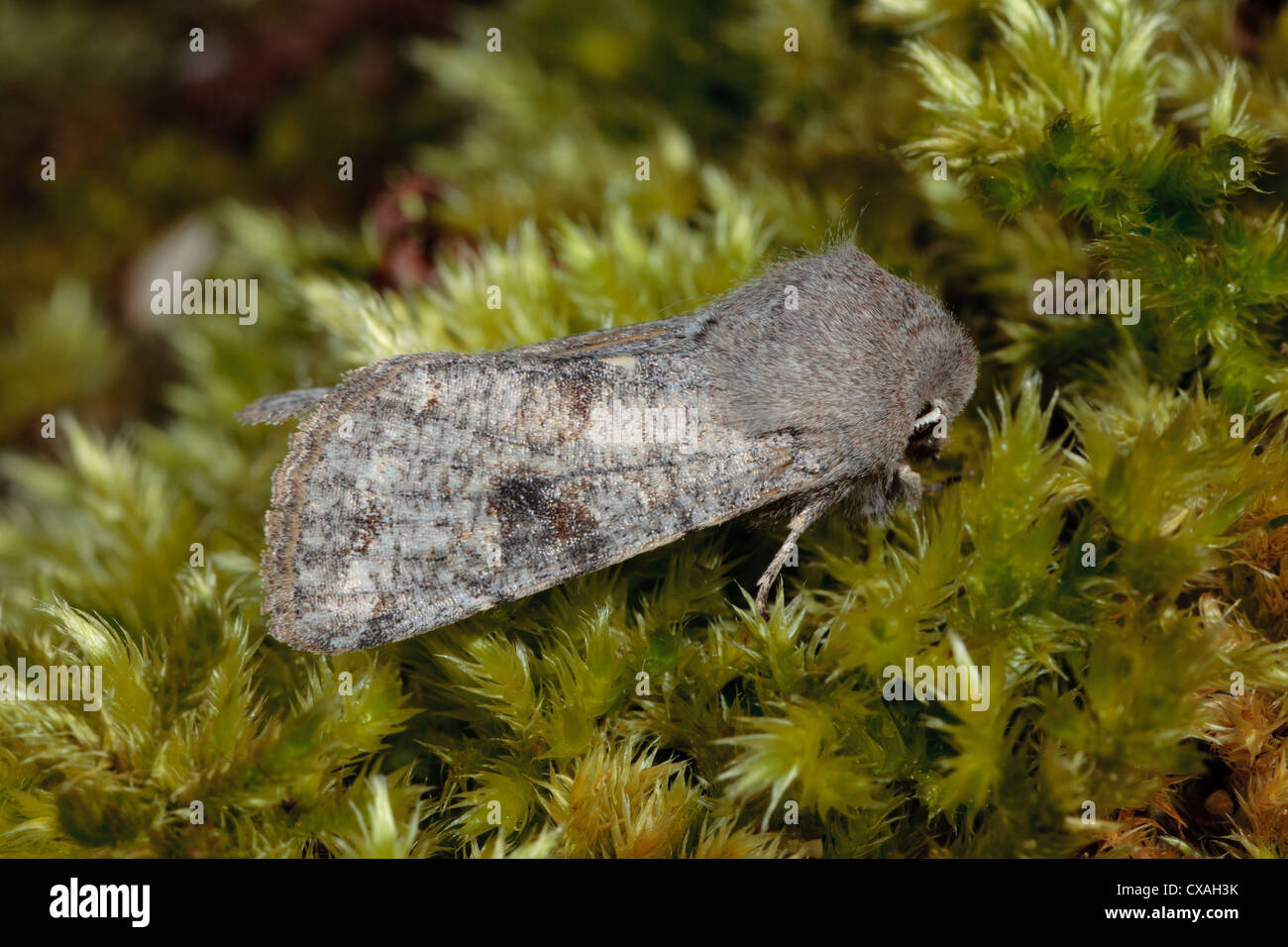 Clouded Drab moth (Orthosia incerta) resting on moss. Powys, Wales. April Stock Photo