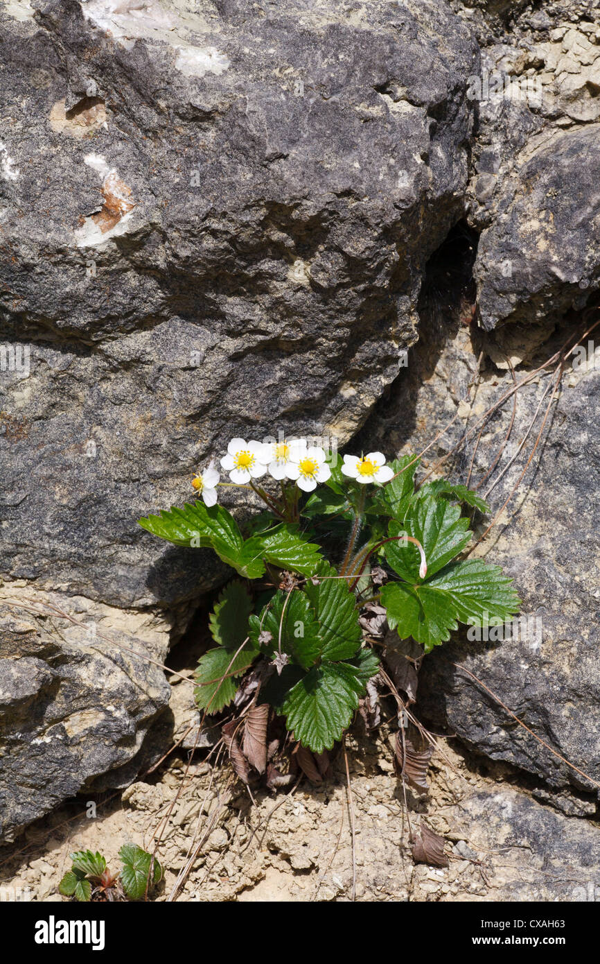 Wild Strawberry (Fragaria vesca) flowering in a limestone quarry face. Shropshire, England. April. Stock Photo