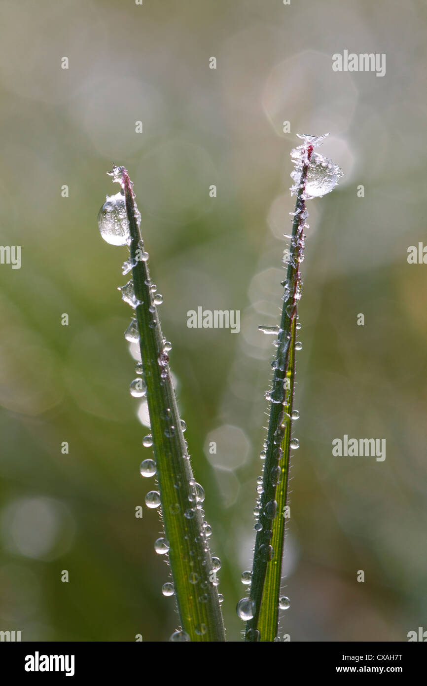 Frozen dew on grass blades. Powys, Wales. April. Stock Photo