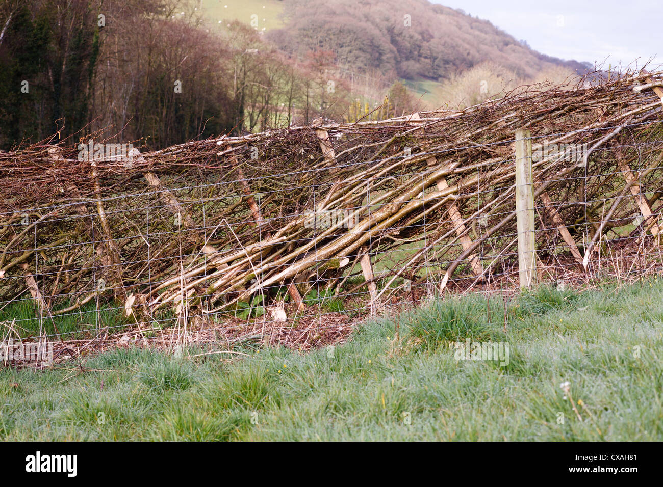 Newly-laid hedge on a farm. Powys, Wales. April. Stock Photo