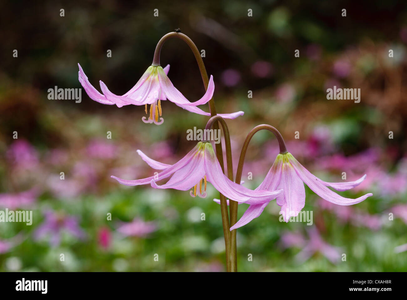 Dog's Tooth Violets (Erythronium sp.) flowering in a garden. Powys, Wales. April. Stock Photo