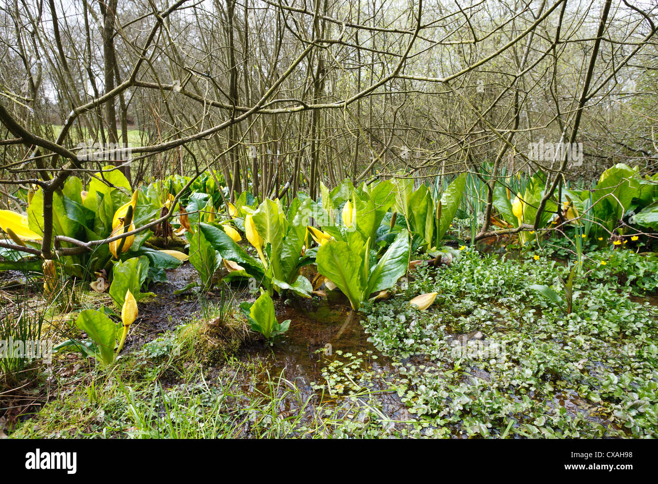 Yellow Skunk Cabbage (Lysichiton americanum) flowering. Naturalized in