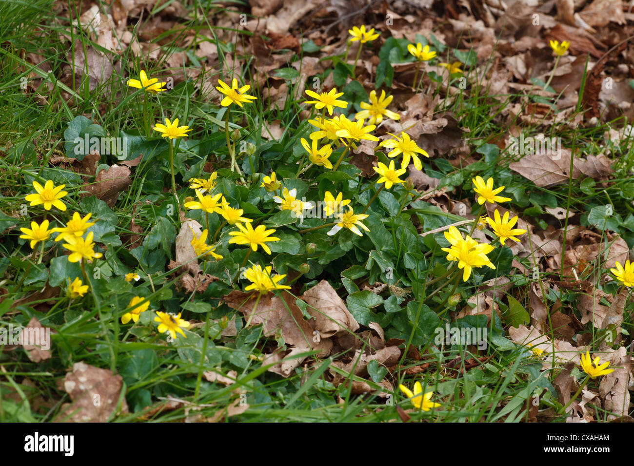 Lesser Celandines (Ranunculus ficaria). Powys, Wales, UK. Stock Photo
