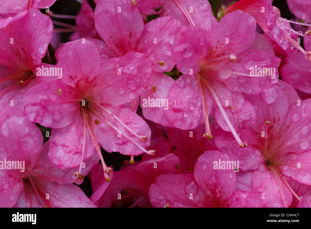 Hybrid Azalea (Rhododendron sp.) pink-flowered cultivar flowering in a garden. Powys, Wales. May. Stock Photo