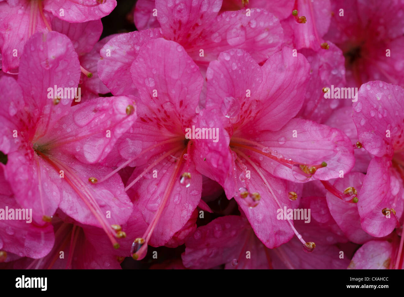 Hybrid Azalea (Rhododendron sp.) pink-flowered cultivar flowering in a garden. Powys, Wales. May. Stock Photo