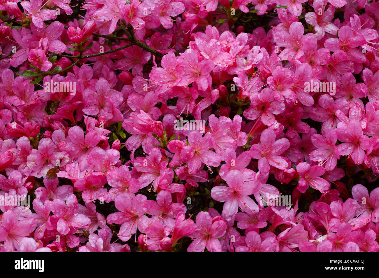 Hybrid Azalea (Rhododendron sp.) pink-flowered cultivar flowering in a garden. Powys, Wales. May. Stock Photo