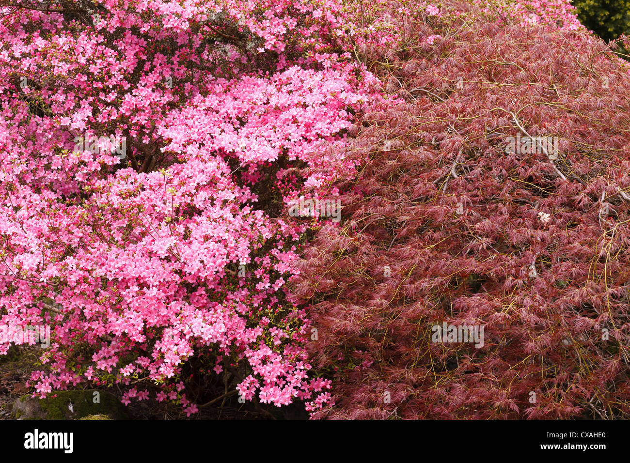 Japanese Maple (Acer japonicum) and a flowering Hybrid Azalea (Rhododendron sp.). Powys, Wales. Stock Photo