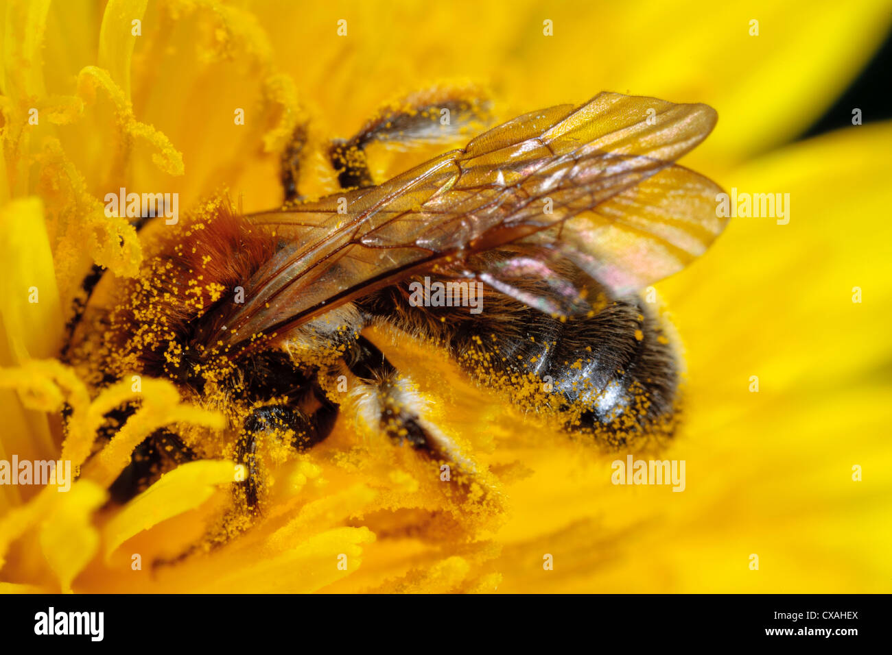 Female mining bee Andrena haemorrhoa feeding in a dandelion flower . Powys, Wales. May. Stock Photo