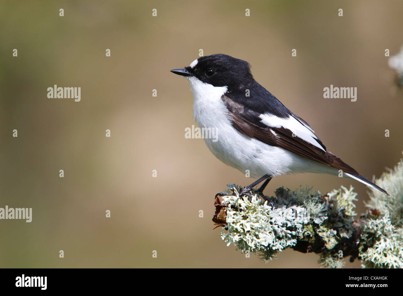 Male Pied Flycatcher (Ficedula hypoleuca) perched on a branch. Powys, Wales. May Stock Photo