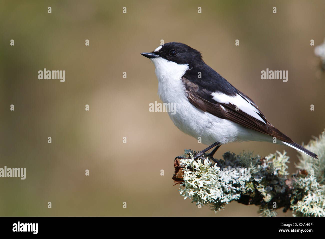 Male Pied Flycatcher (Ficedula hypoleuca) perched on a branch. Powys, Wales. May Stock Photo