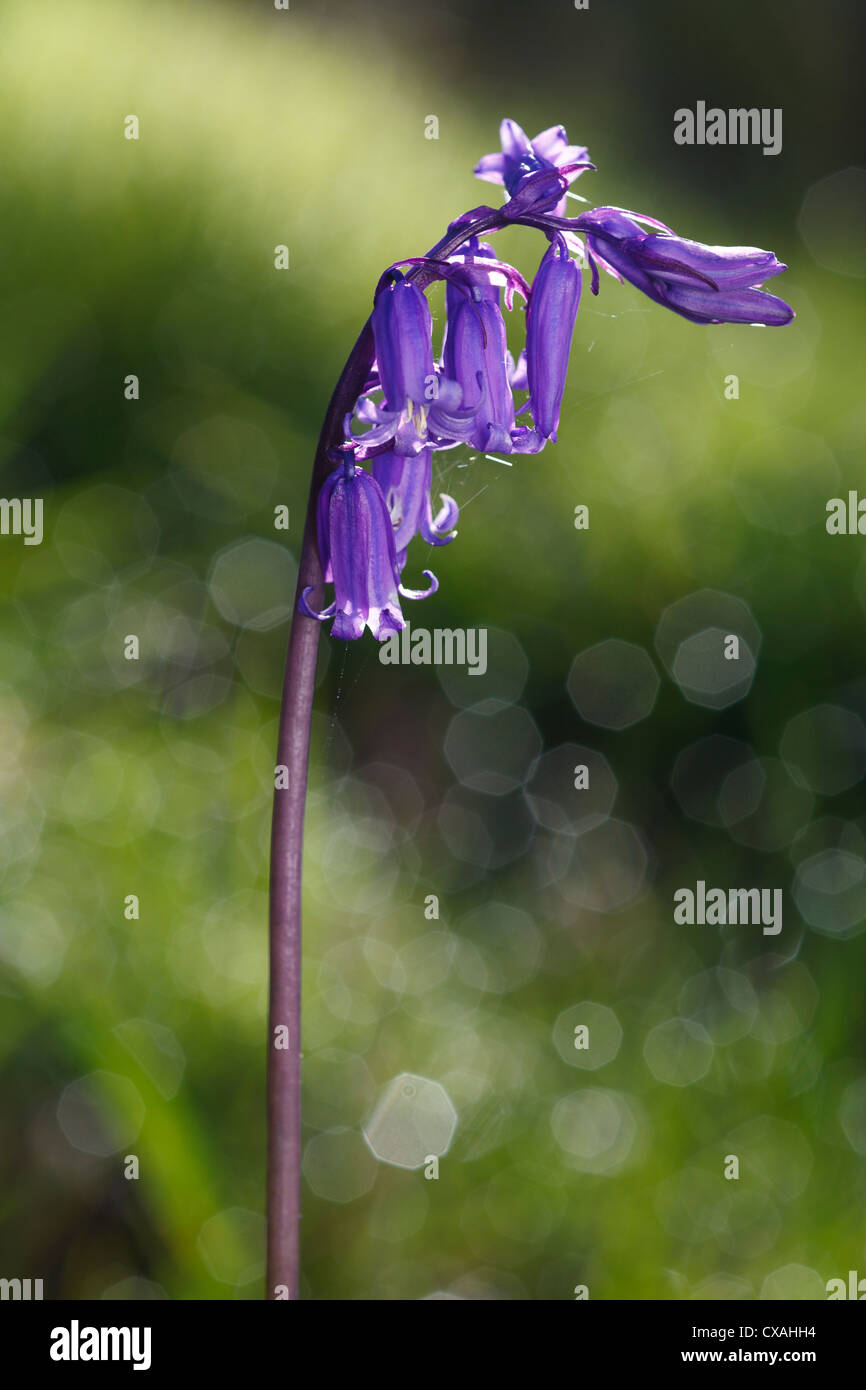 Bluebell (Hyacinthoides non-scripta) flowering. Powys, Wales. May. Stock Photo