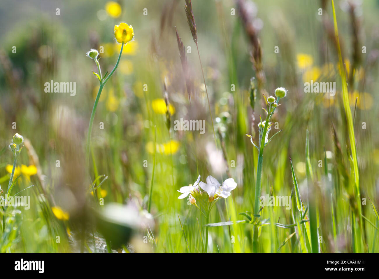 Wild flowers in a hay meadow on an organic farm. Powys, Wales. Stock Photo