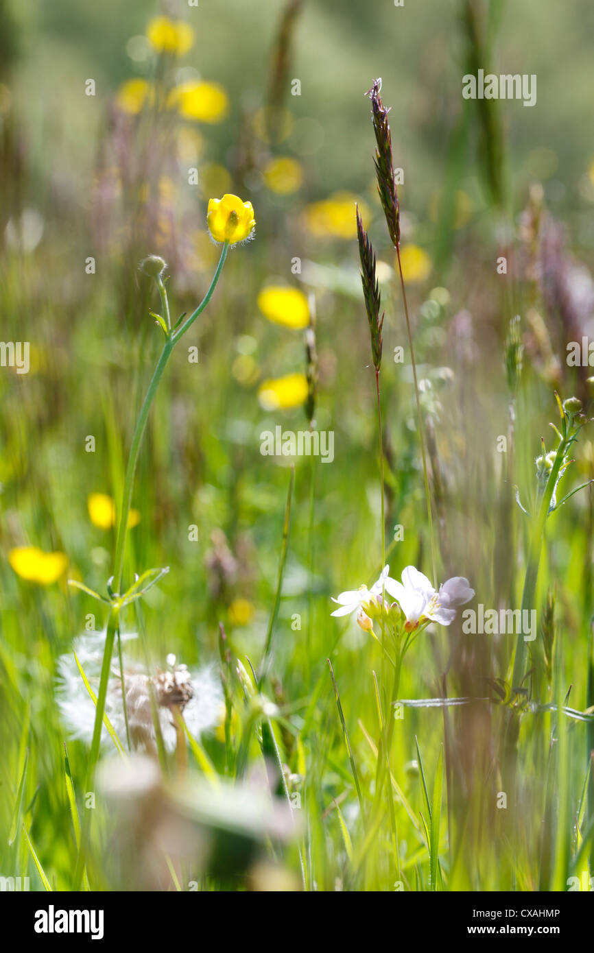 Wild flowers in a hay meadow on an organic farm. Powys, Wales. Stock Photo